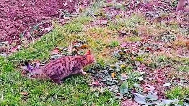 A Cute Kitten is Playing. Interesting Cat video #kitten #kittens #catvideos