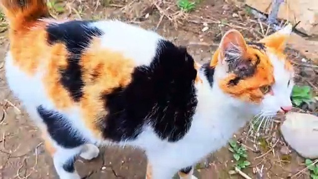 I petted the cute cat.  A cat's fur is very soft #catvideos