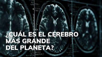¿Cuál es el cerebro más grande del planeta?