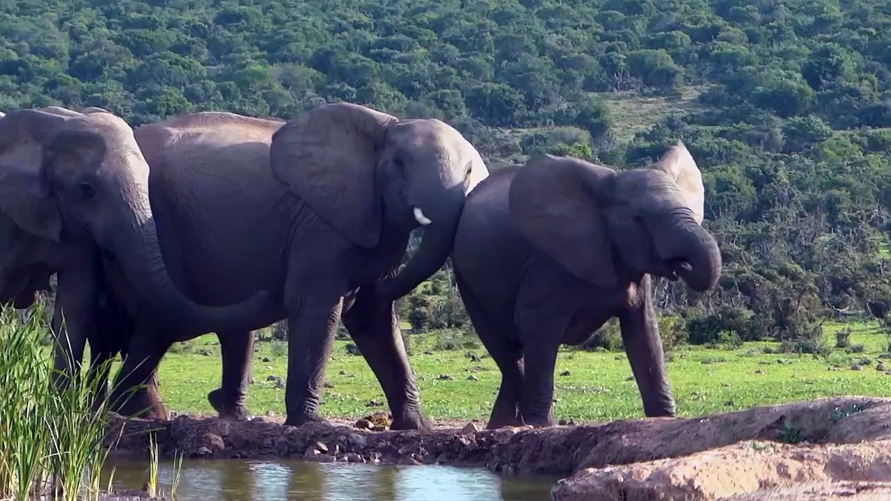 Elephants Wattering