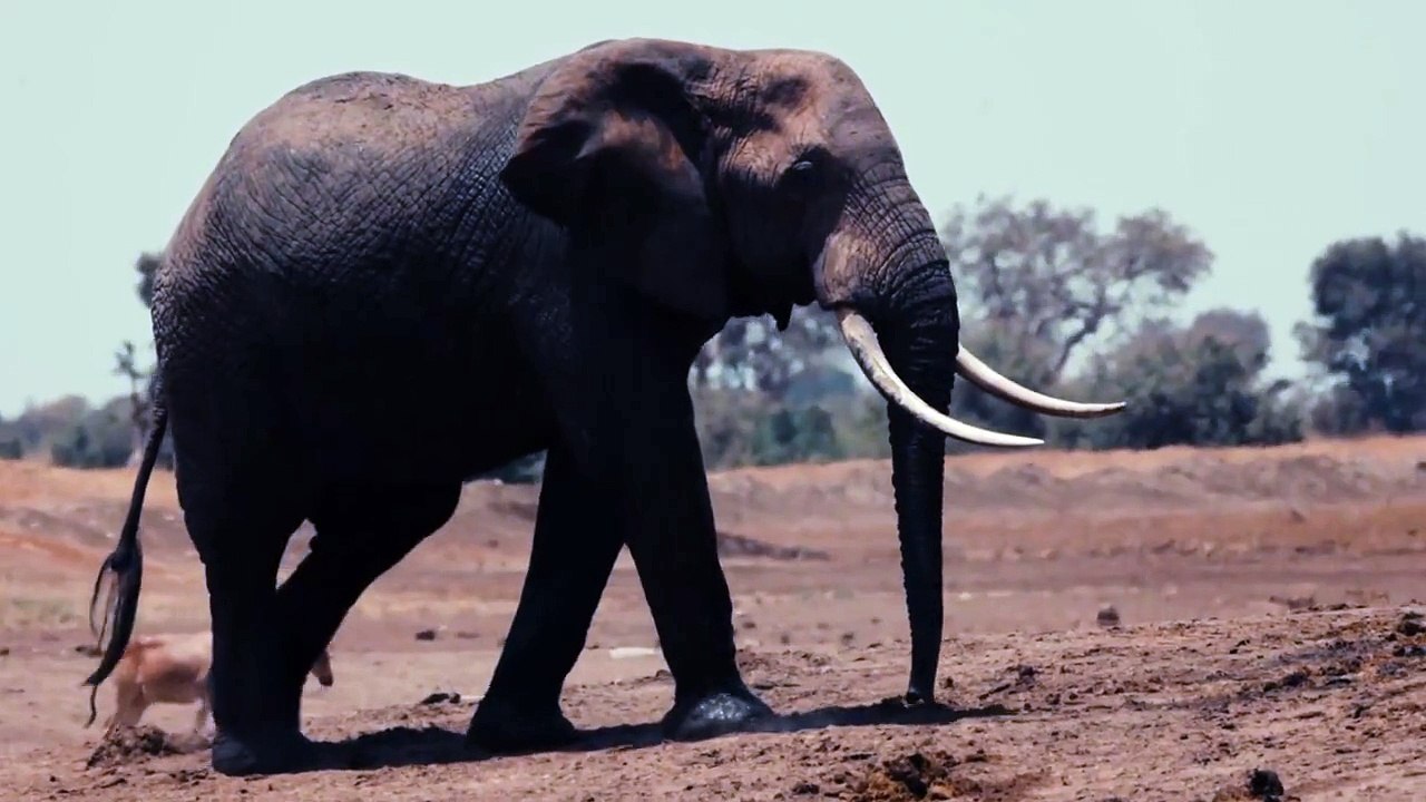 Elephants Beautiful