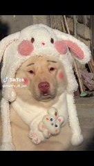 Funny dogs / funny videos funny dogs viral