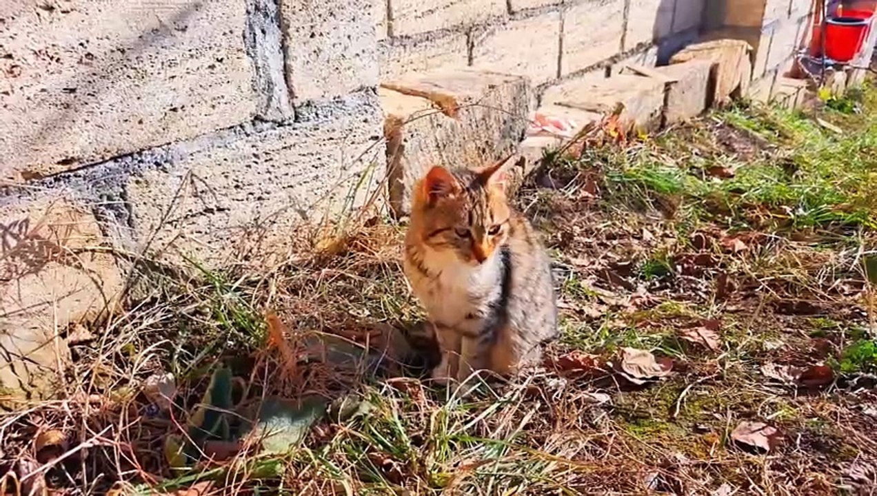 Sweet Kitten #kitten #catvideos #kittens #meowing #kittencats