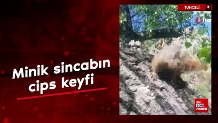 Minik sincabın cips keyfi