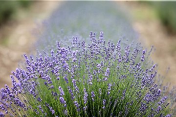 Istranca Dağları'nın eteklerinde lavanta turizmi başladı!