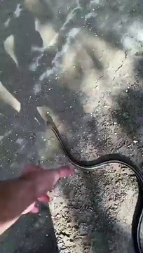 Snake Tried His Best To Go Away. He Bites Man