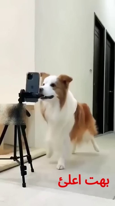 Dog as a Dancer