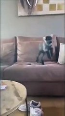 Happy Pet No One At Home_ Enjoy. Furry Fun: Hilarious Animal Antics.