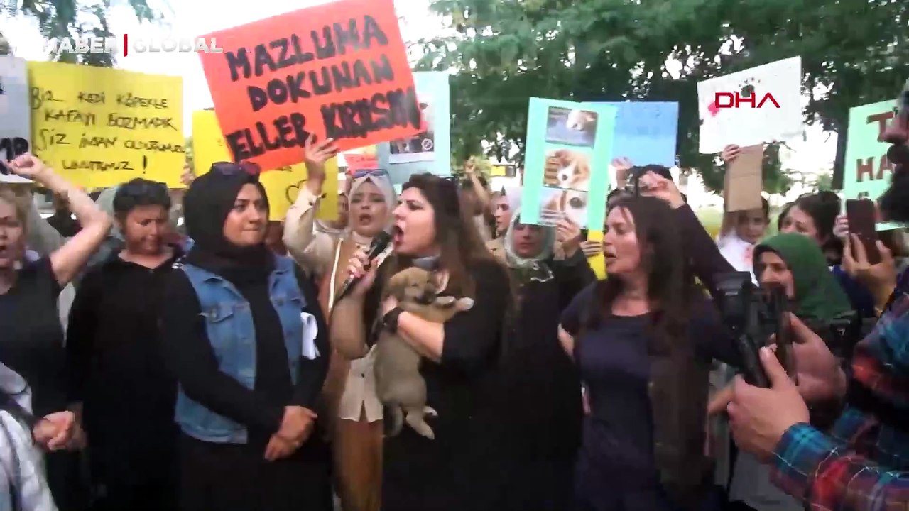 Hayvan hakları savunucularından sokak hayvanları düzenlemesine tepki: "Bu hakkı nereden alıyorsunuz?"