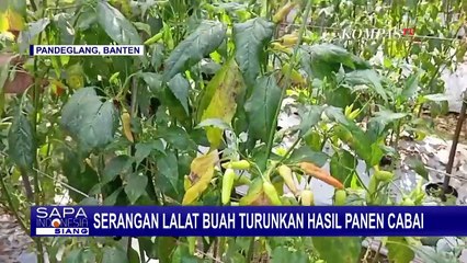 Petani Cabai di Pandeglang Merugi Akibat Serangan Hama Lalat Buah