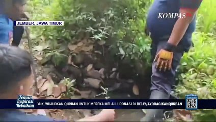 Bersihkan Pipa Saluran Air, Warga Jember Temukan Ular Piton 4 Meter