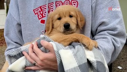 Adoptan al cachorro más tranquilo de la camada: las apariencias a veces engañan (vídeo)