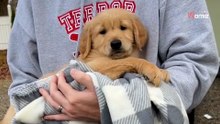 Adoptan al cachorro más tranquilo de la camada: las apariencias a veces engañan (vídeo)