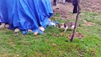 Male and Female Cats eat together. Cute and Beautiful Street Cats