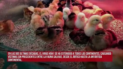 La gripe aviar es la nueva pandemia silenciosa que arrasa la fauna salvaje mundial