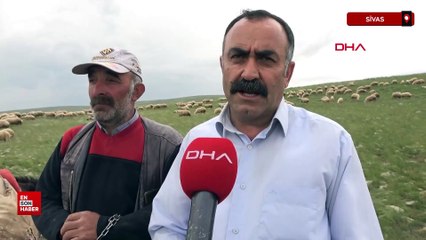 Sivas’ta 40 bin TL maaşla çoban bulamayan köylüler, hayvanlarını satıyor