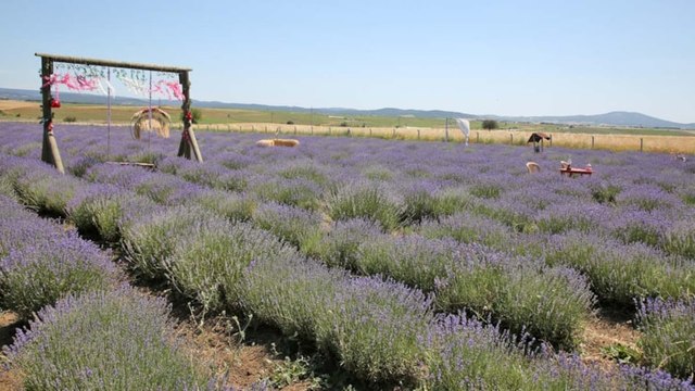 Lavanta mevsimi açıldı: Mor cennet ziyaretçilerini büyülüyor