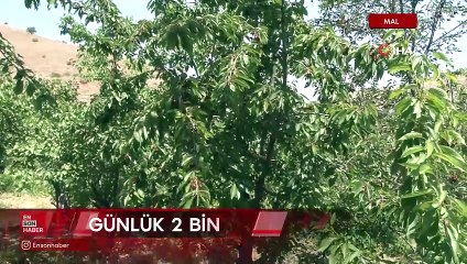 Kiraz üreticisi günlük 2 bin TL'ye işçi bulamıyor