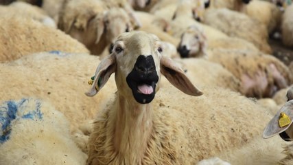 Çoban bulamayan köylüler, hayvanlarını satıyor