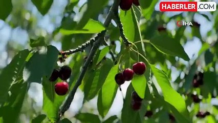 Kiraz üreticisi günlük 2 bin TL'ye işçi bulamıyor