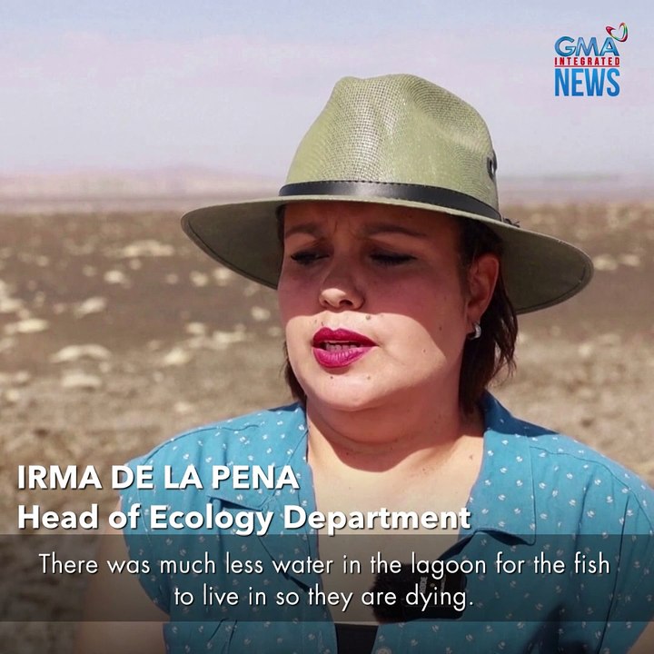 Ano ang dahilan? Libu-libong patay na isda, inanod sa dalampasigan | GMA Integrated Newsfeed