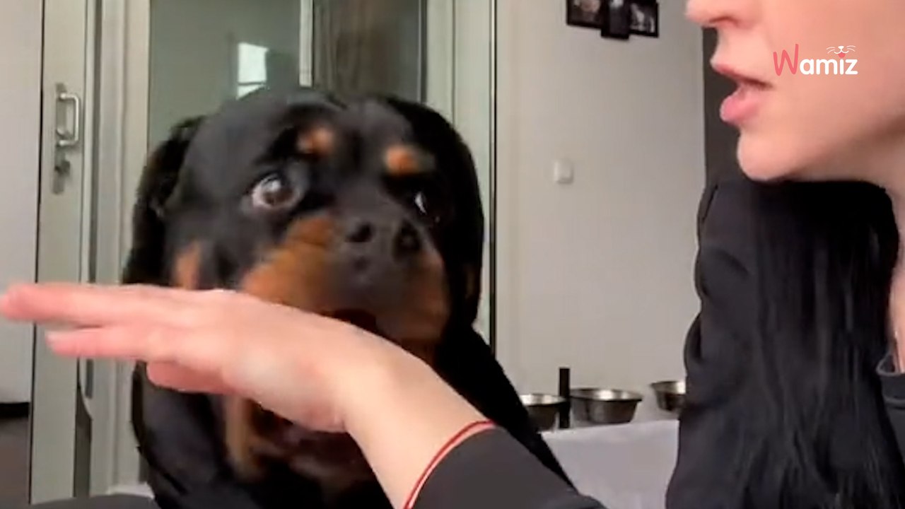 Frau macht so, als ob ihr Rottweiler beißt: Die Reaktion vom Hund ist unbezahlbar (Video)