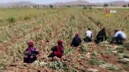 Aksaray'da hasadı başladı, tamamıyla organik: 1 dönümden 2 ton ürün!