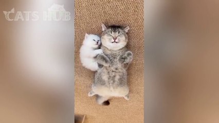 Try not to laugh ---- Funny and cute cats videos complimation 2024 _funny _funnymoments _cute(720P_HD)