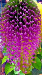 nature # kids # trending # viral # shorts # reel # grow