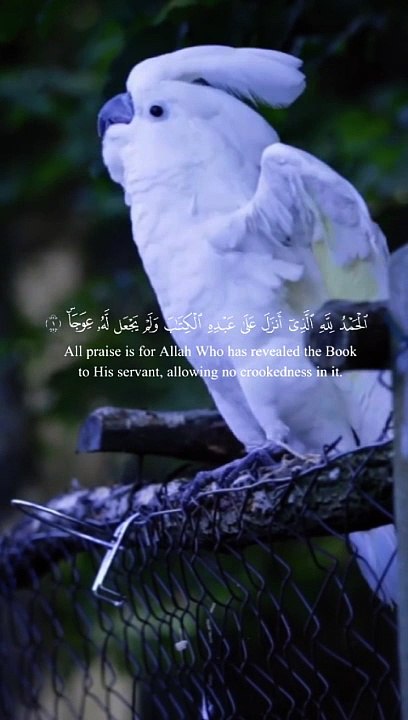 #Islamic Teachings"#Islam#Quran#Surah#taqareer#fly