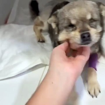 Talp, el perrito ciego de Montcada que sobrevivió a un ataque y a varias operaciones