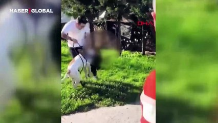 Esenler'de ağızlıksız pitbull dehşeti! Önce kediye sonra sahibine saldırdı