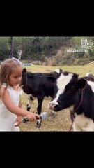 SWEET BABY IS TALKING WITH COW. COW UNDERSTAND AND ANSWER THE QUESTION