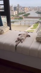 CUTE CAT IS SLEEPING. ALONE AT HOME ENJOYING