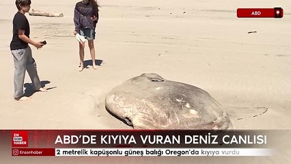 2 metrelik kapüşonlu güneş balığı Oregon'da kıyıya vurdu
