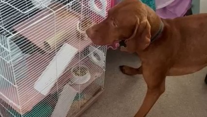Unlikely friendship between hamster and dog smells of pure cuteness