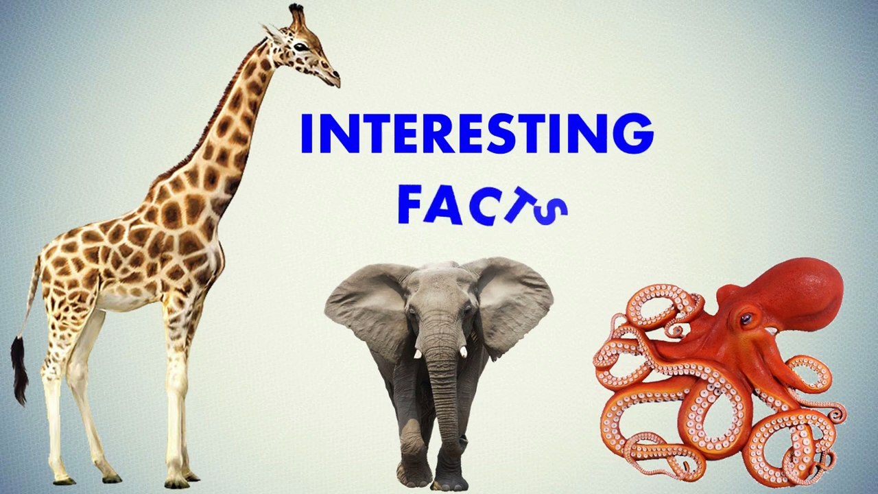 Interesting Facts You Should Know About Animals, Birds &Insects.