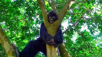 Must Watch New Game Special Comedy Video 2023 --Totally Amazing Comedy Episode 29 By _Bomtv(720P_HD)
