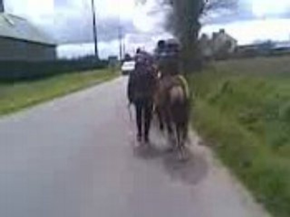 demenagement de pâture pour 3 des poneys