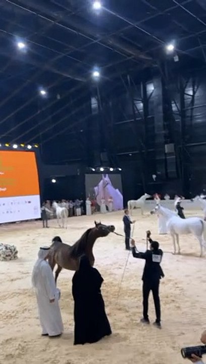 beautiful horse show