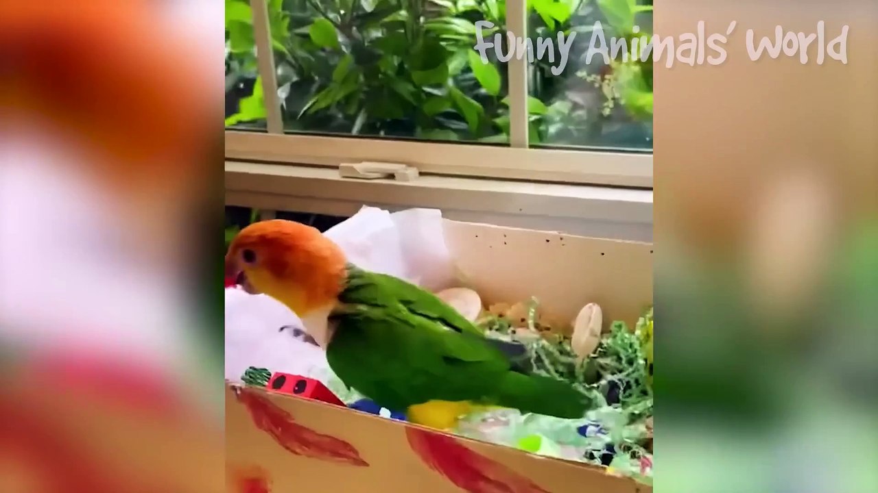 Funny Dogs And Cats Videos 2024   Best Animal Videos Of The Month  4_1080p