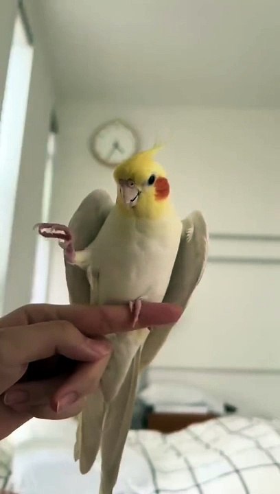 Amazing Singer #birds #shorts #viral #trending #feeds #pets #dailymotion