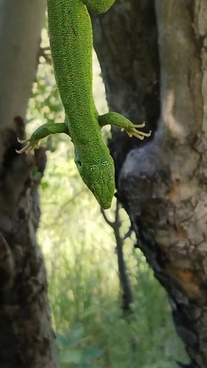 Yeşil  kertenkele Green lizard