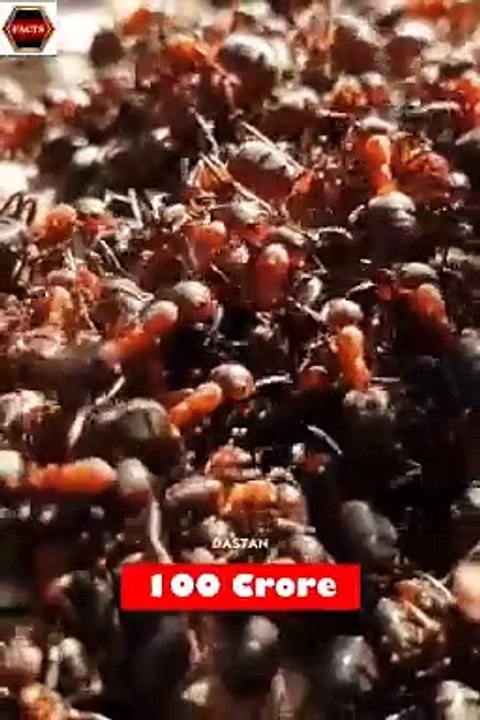 Some Amazing Facts, #Amazing#facts#information#japan#viralvideo#viral#todayviral