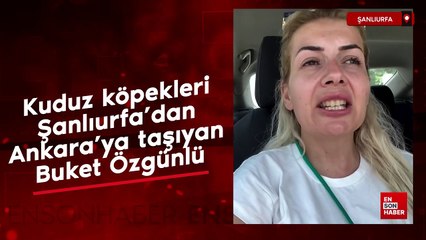 Kuduz köpekleri Şanlıurfa'dan Ankara'ya taşıyan Buket Özgünlü