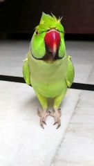 parrot,_tota_#cute_#catvideos_#Main_#tota_#Main_#tota_#shots_#viralshorts(