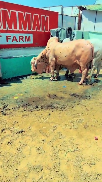 Gulabi bacha ❤️ MashaAllah ❤️ beautiful Cow  Kamran samman cattle farm #shorts #animals #cow #india