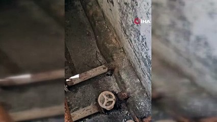 Nesli tükenmekte, Elazığ'da görüntülendi!