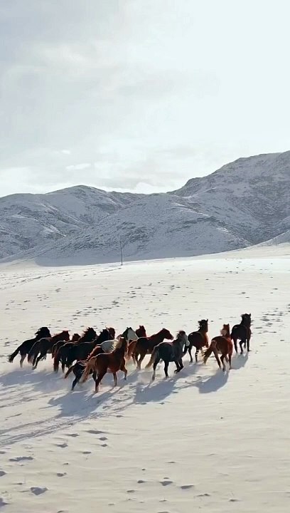 Horse running the dusert