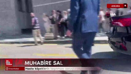 Hasta köpeklerin Ankara'ya taşınması soruşturmasında İHA muhabirine saldırı